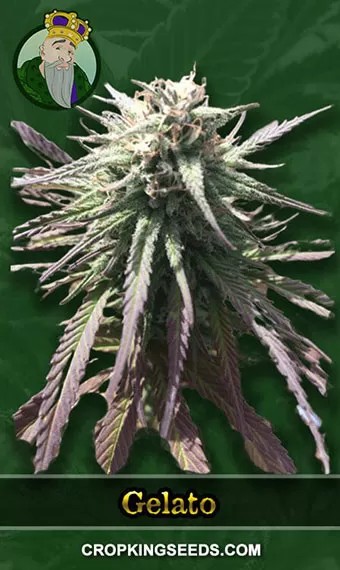 Gelato Strain Regular Marijuana Seeds