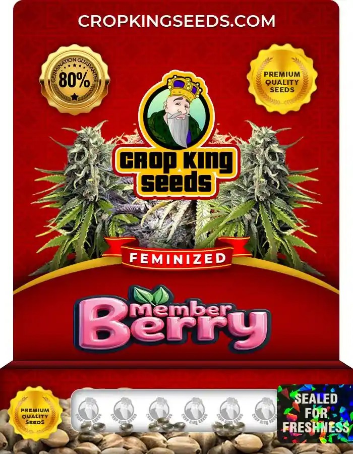 Member Berry Strain Feminized Marijuana Seeds