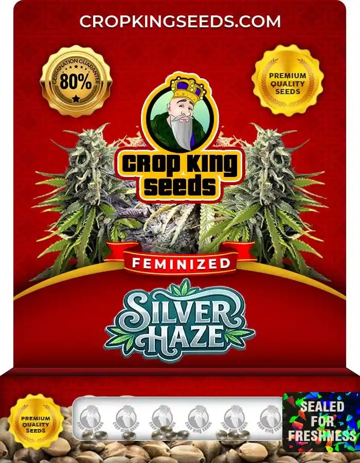 Silver Haze Feminized Seeds