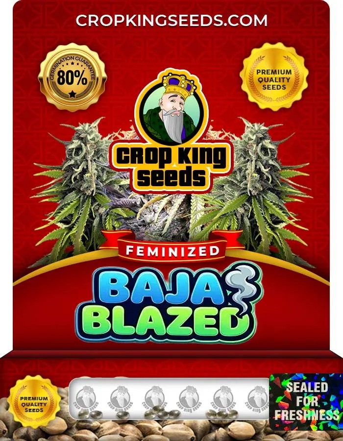 Baja Blazed Strain Feminized Seeds