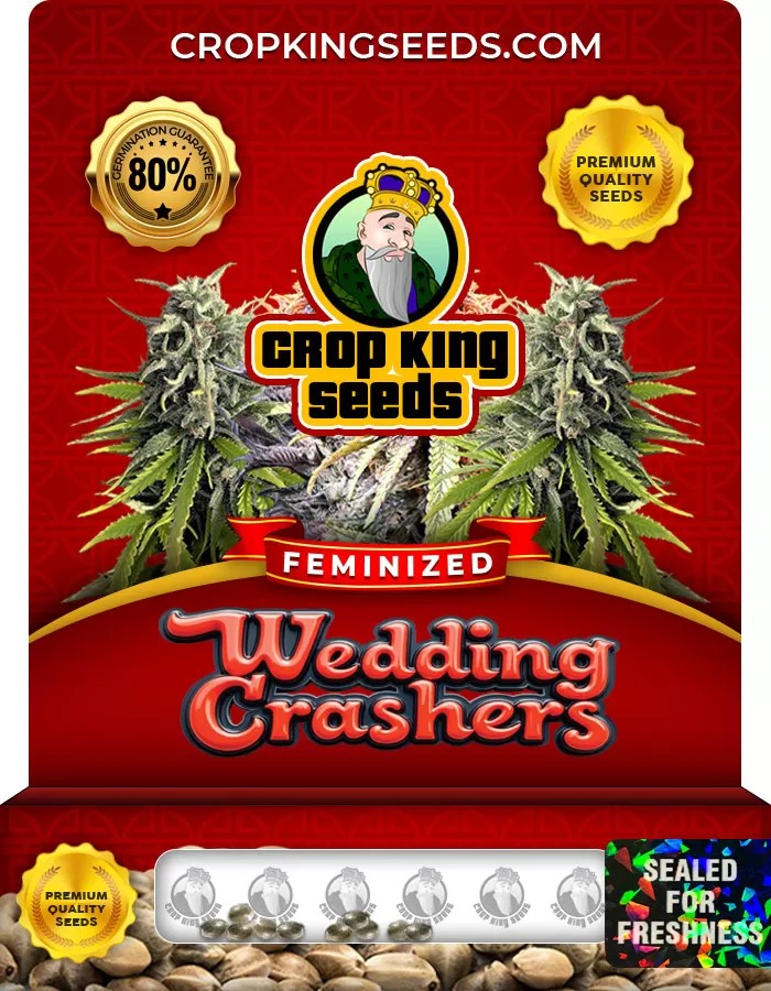 Wedding Crasher Strain Feminized Marijuana Seeds