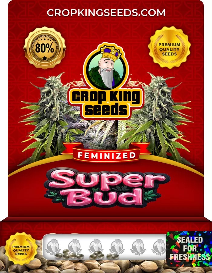 Super Bud Strain Feminized Marijuana Seeds