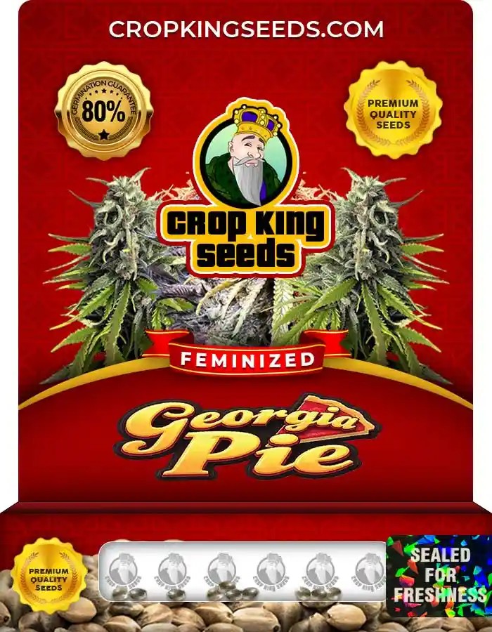 Georgia Pie Strain Feminized Marijuana Seeds