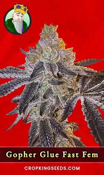 Gopher Glue Strain Fast Version Feminized Marijuana Seeds
