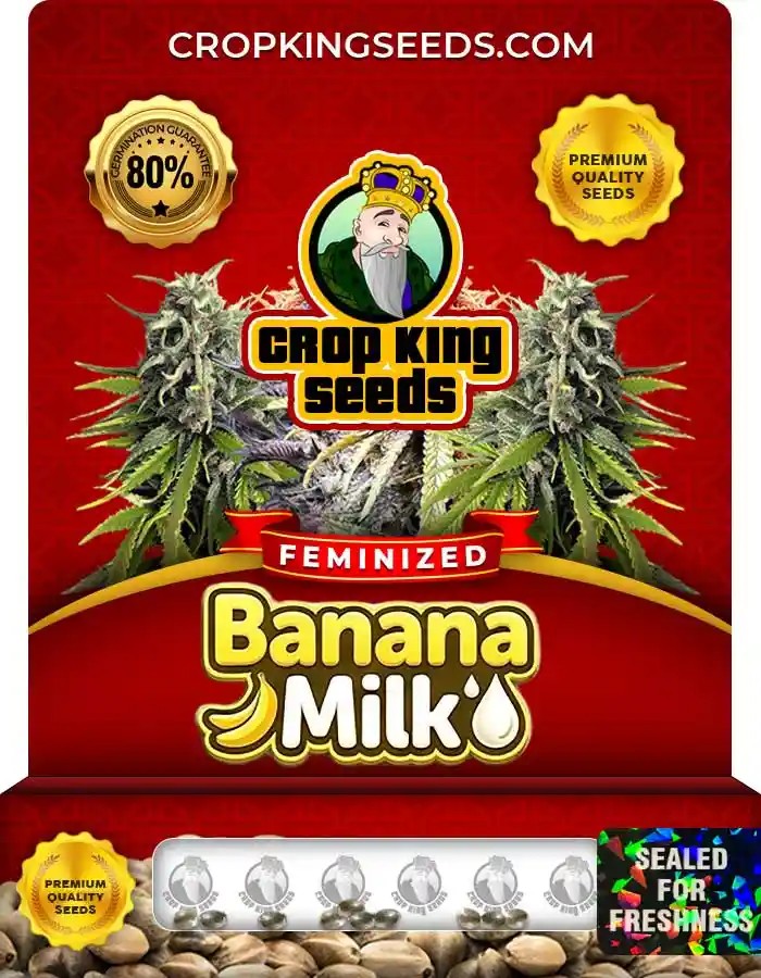 Banana Milk Strain Feminized Marijuana Seeds