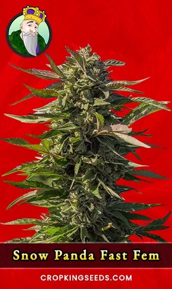 Snow Panda Strain Fast Version Feminized Marijuana Seeds