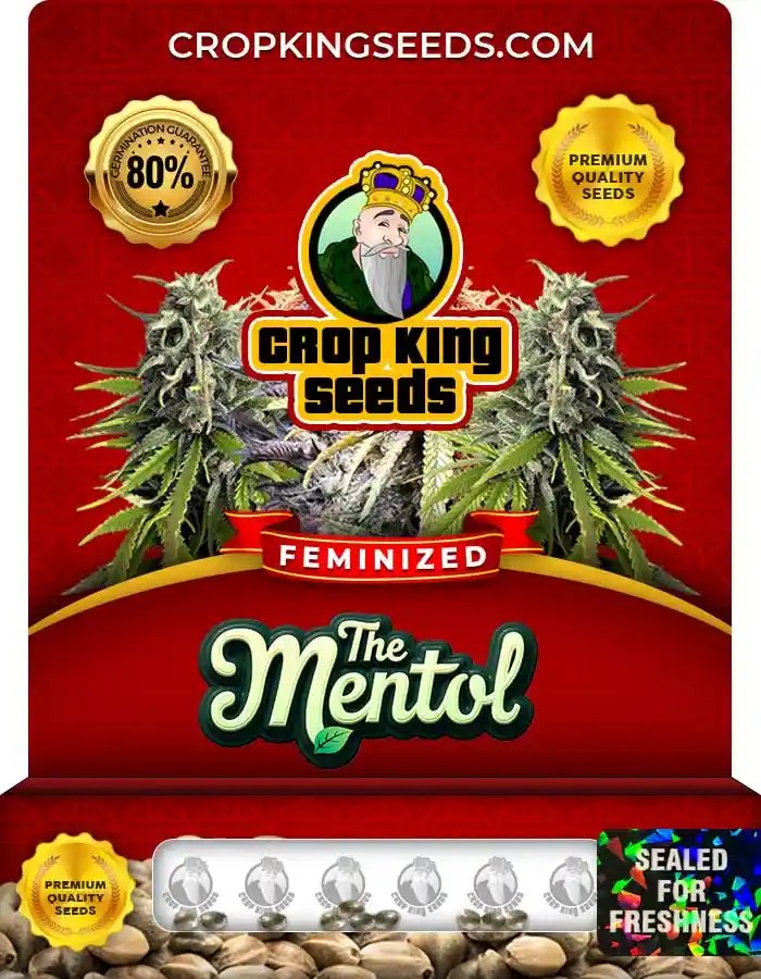 The Menthol Strain Feminized Marijuana Seeds