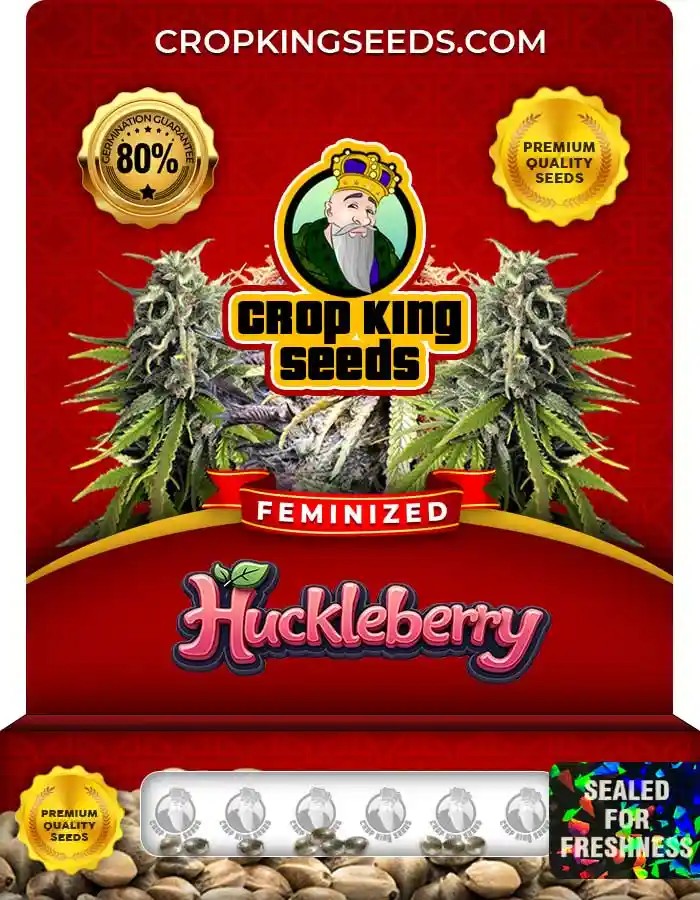 Hulkberry Strain Feminized Marijuana Seeds
