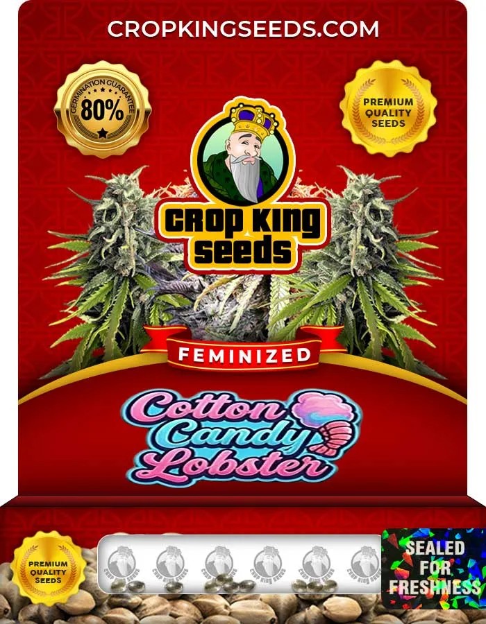 Cotton Candy Lobster Strain Feminized Seeds