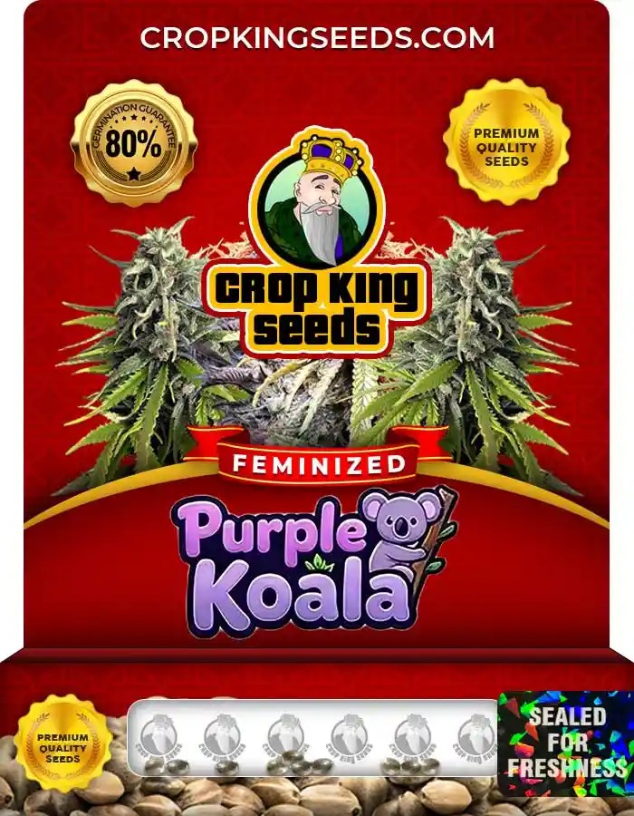 Purple Koala Feminized Seeds