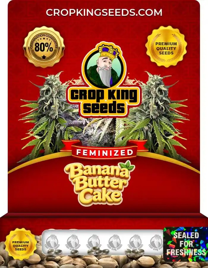 Banana Butter Cake Strain Feminized Seeds