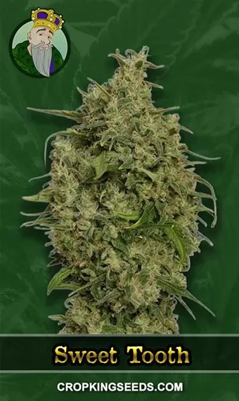 Sweet Tooth Strain Regular Marijuana Seeds