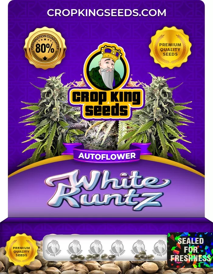 White Runtz Autoflower Marijuana Seeds