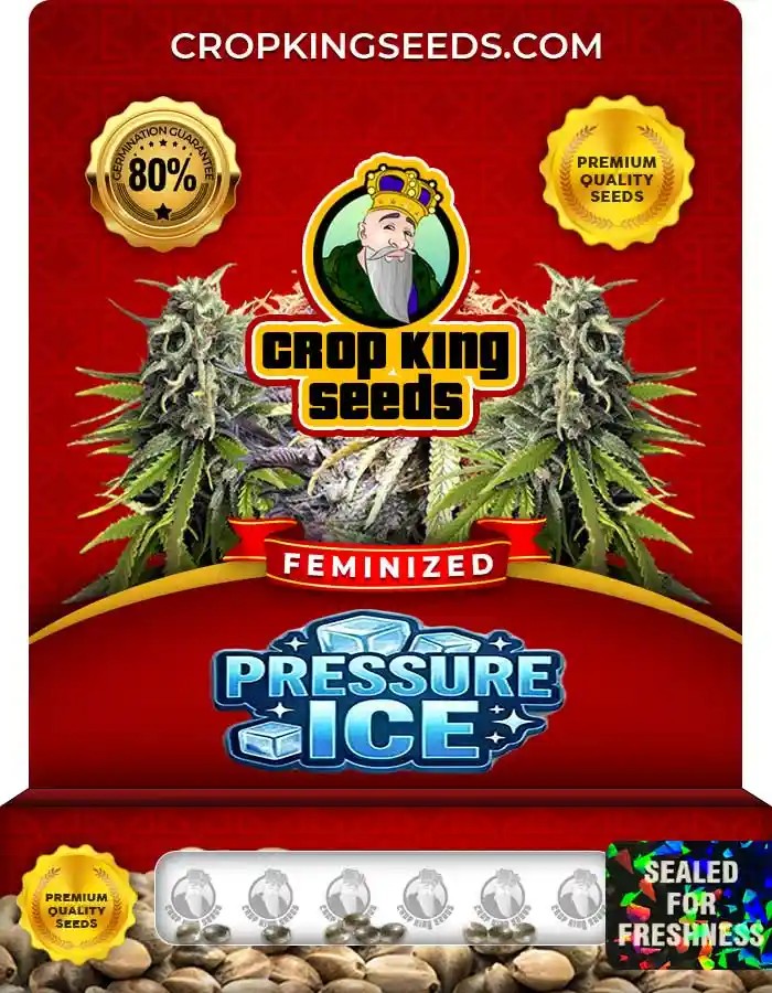 Pressure Ice Strain Feminized Seeds