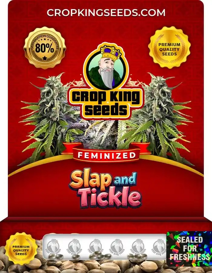 Slap and Tickle Strain Feminized Marijuana Seeds