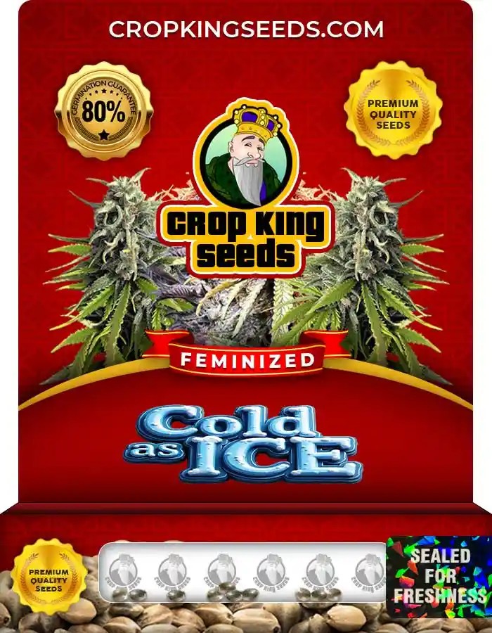 Cold As Ice Feminized Seeds