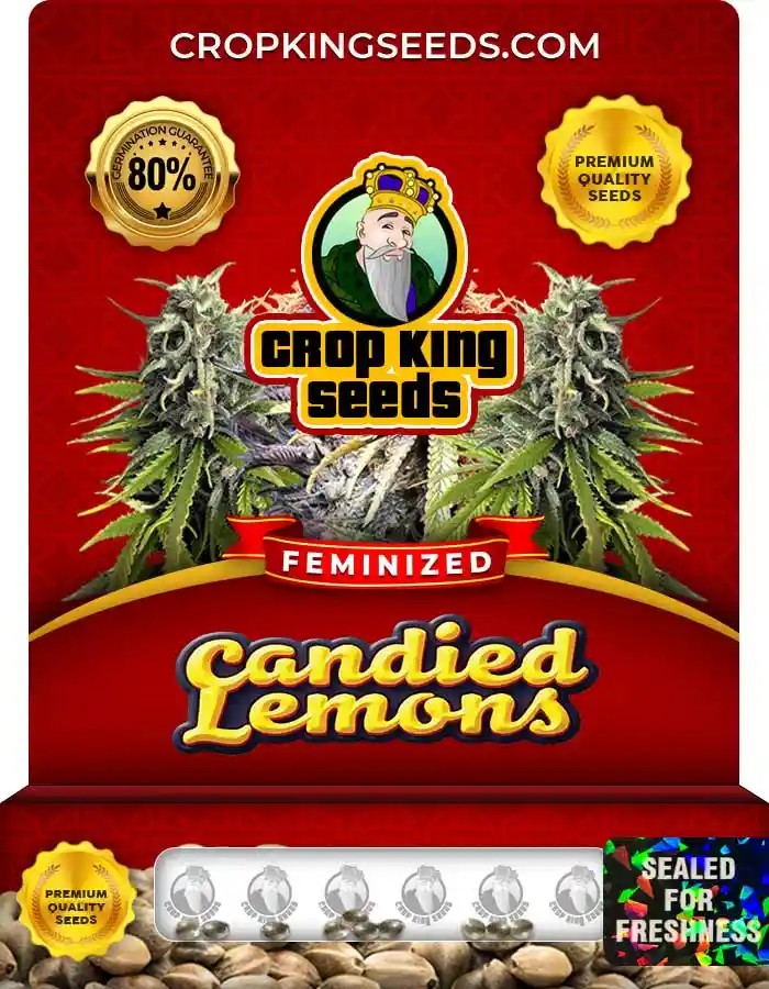 Candied Lemons Strain Feminized Marijuana Seeds