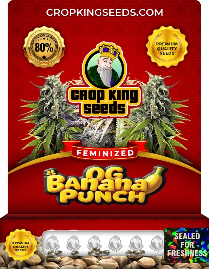 OG Banana Punch Feminized Marijuana Seeds