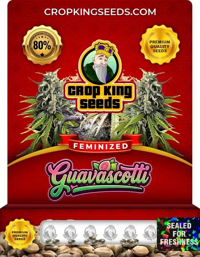 Guavascotti Strain Feminized Seeds