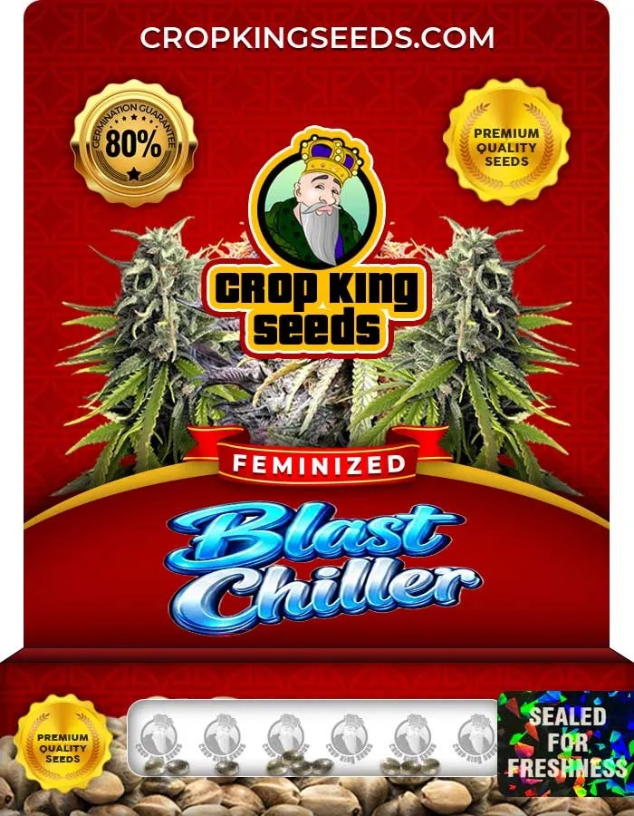Blast Chiller Strain Feminized Seeds