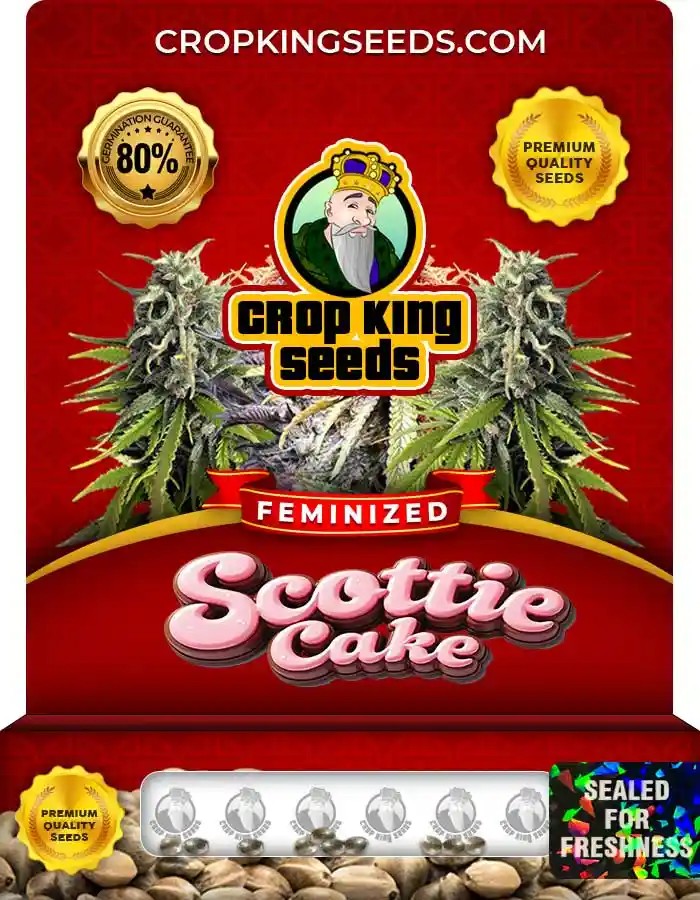 Scottie Cake Strain Feminized Marijuana Seeds