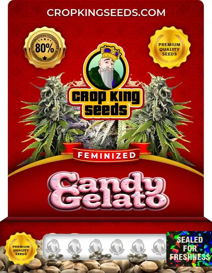 Candy Gelato Strain Feminized Marijuana Seeds