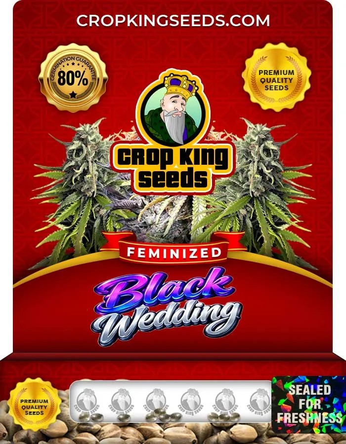 Black Wedding Strain Feminized Seeds