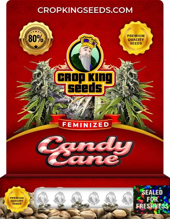 Candy Cane Strain Feminized Marijuana Seeds