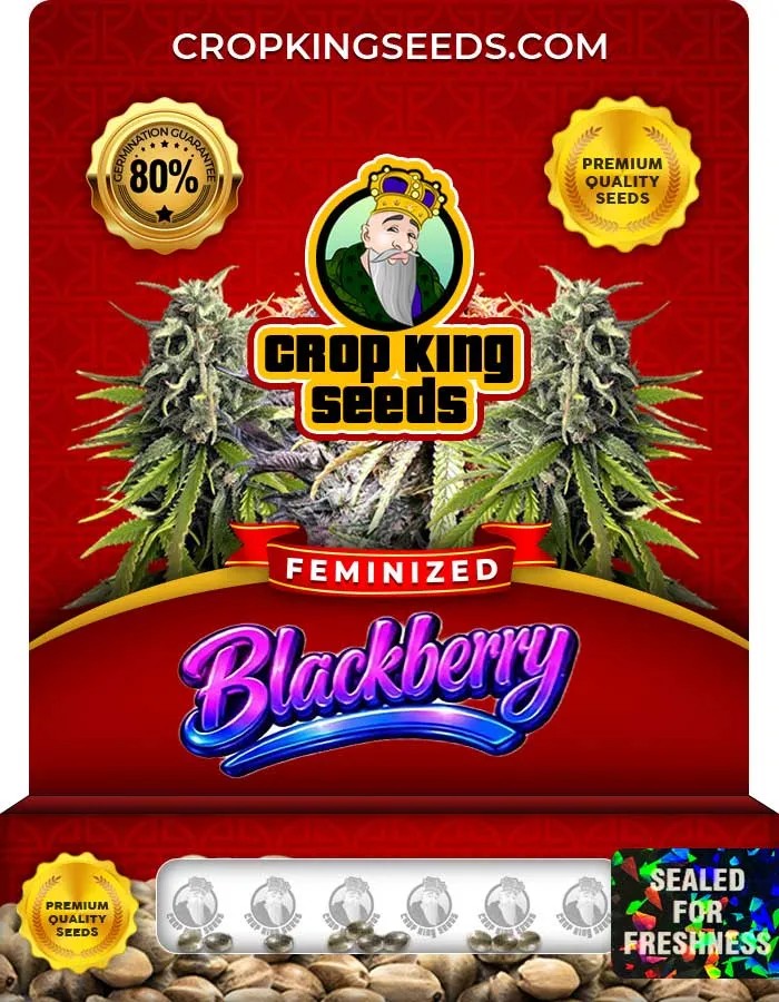 Blackberry Strain Feminized Seeds