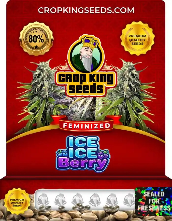 Ice Ice Berry Feminized Seeds
