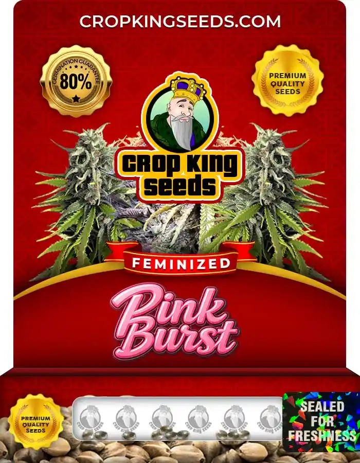 Pink Burst Strain Feminized Seeds
