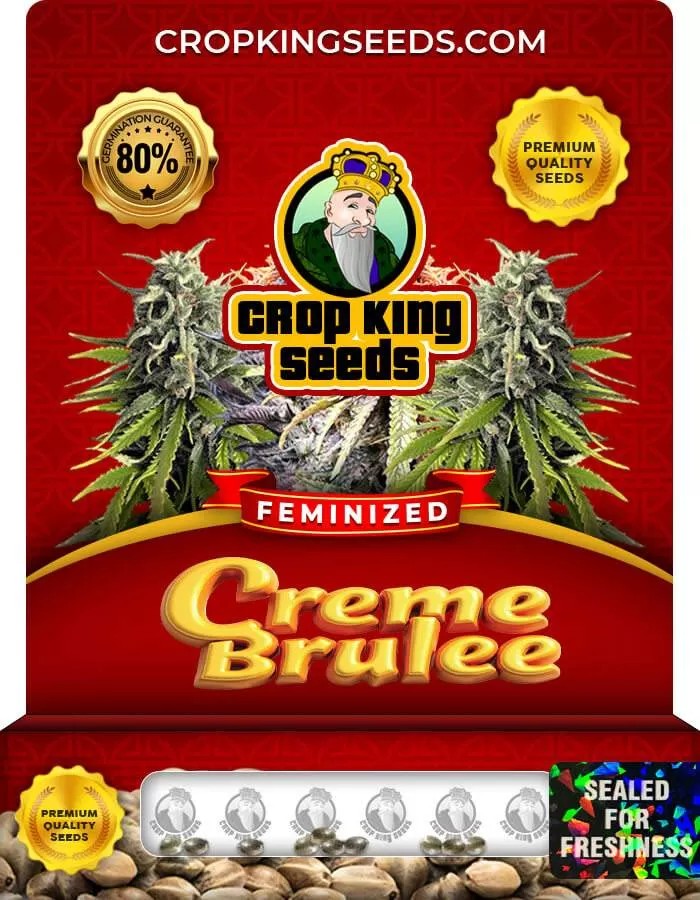 Creme Brulee Strain Feminized Marijuana Seeds