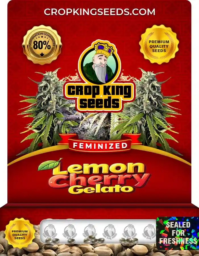 Lemon Cherry Gelato Strain Feminized Marijuana Seeds