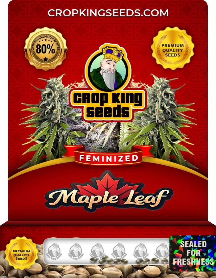 Maple Leaf Feminized Marijuana Seeds