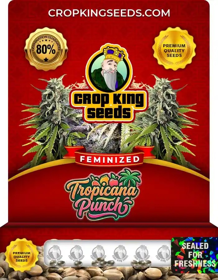 Tropicana Punch Strain Feminized Marijuana Seeds
