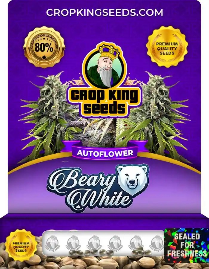 Beary White Autoflower Seeds