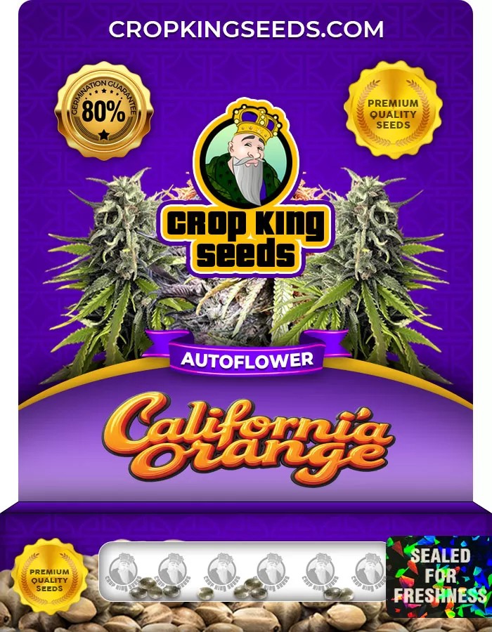 California Orange Autoflowering Marijuana Seeds