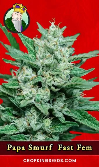 Papa Smurf Strain Fast Version Feminized Marijuana Seeds