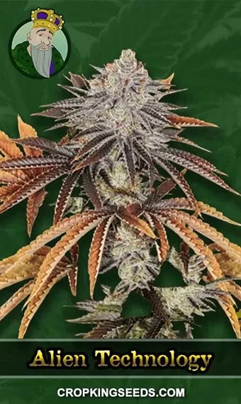 Alien Technology Strain Regular Marijuana Seeds