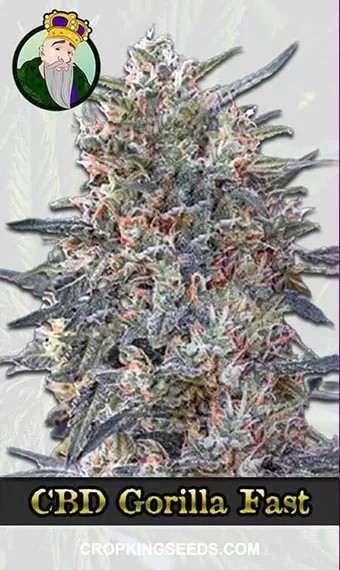 CBD Gorilla Strain Fast Version Marijuana Seeds