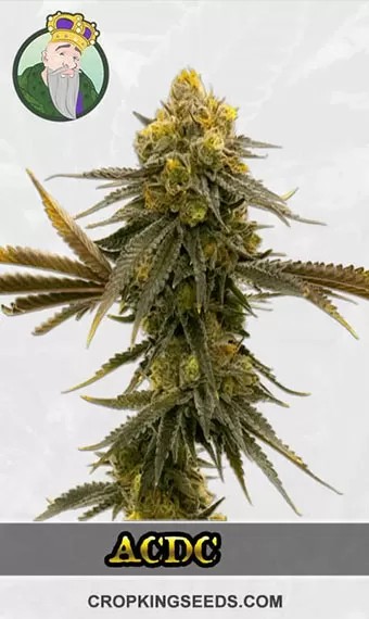 CBD ACDC Strain (1:18) Marijuana Seeds