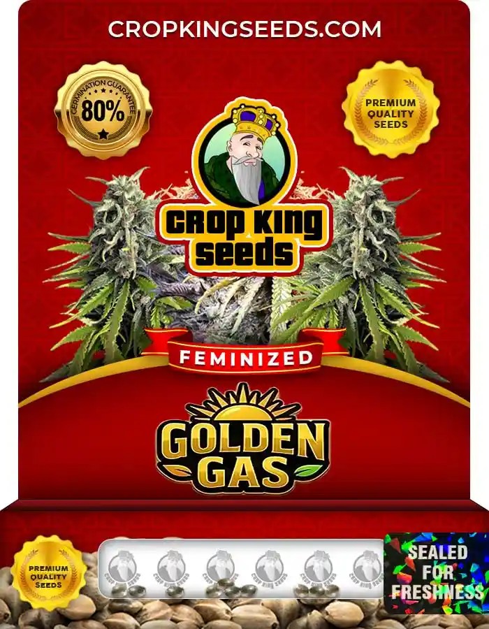 Golden Gas Strain Feminized Marijuana Seeds