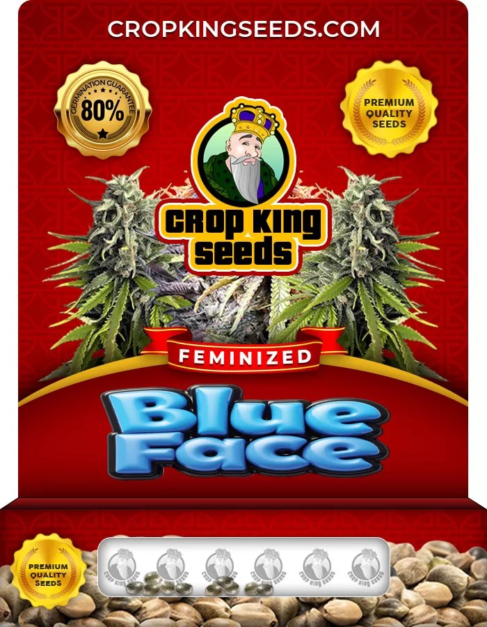 Blue Face Feminized Marijuana Seeds