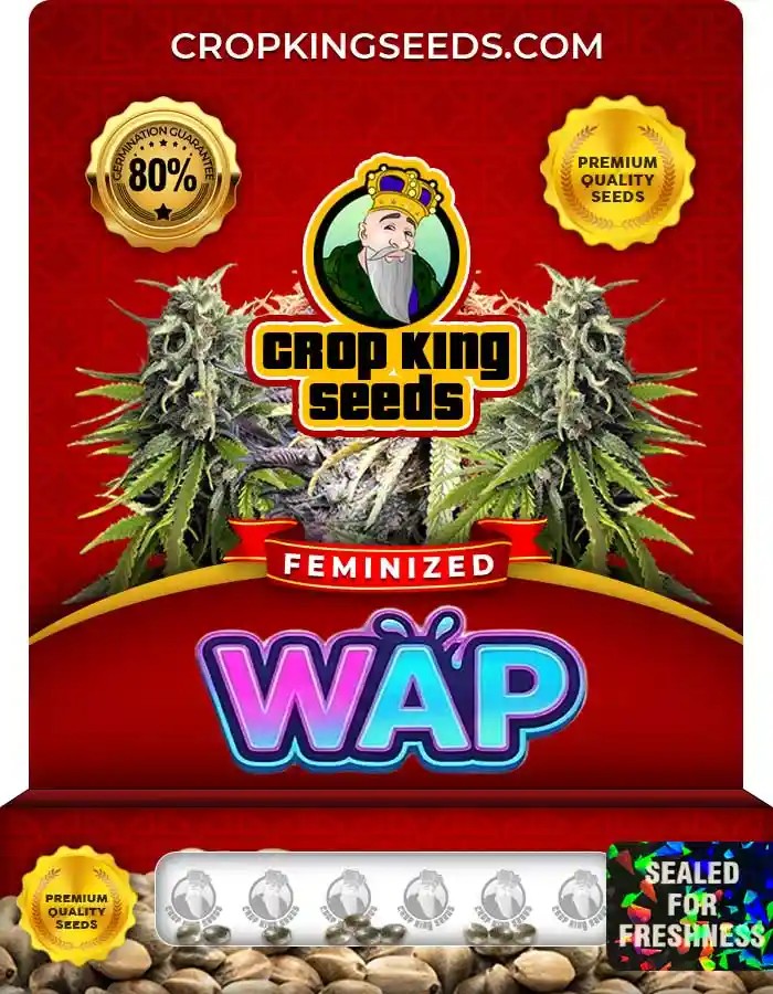 Wap Strain Feminized Marijuana Seeds