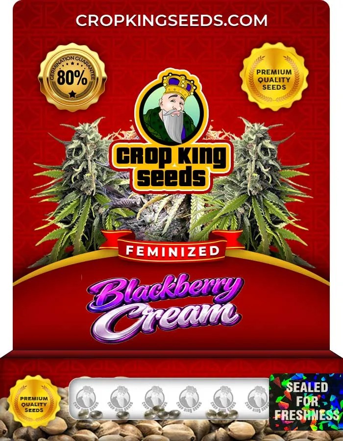 Blackberry Cream Strain Feminized Seeds