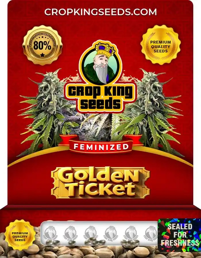 Golden Ticket Strain Feminized Marijuana Seeds
