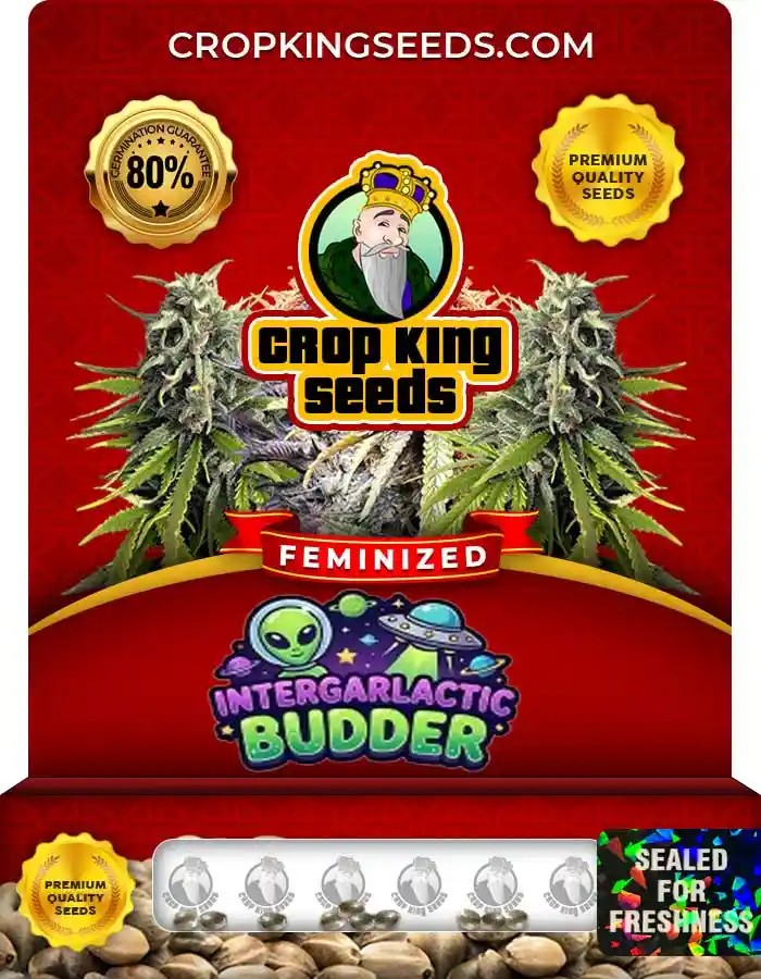 InterGarlactic Budder Strain Feminized Marijuana Seeds