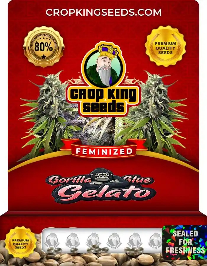 Gorilla Glue Gelato Strain Feminized Seeds