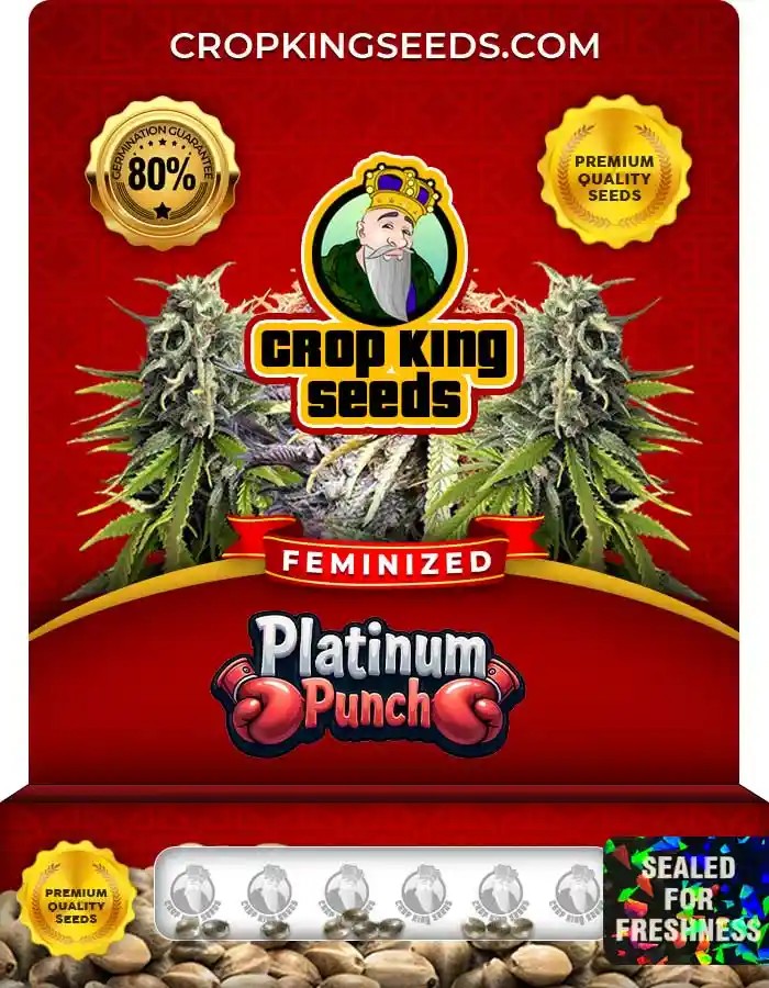 Platinum Punch Strain Feminized Marijuana Seeds