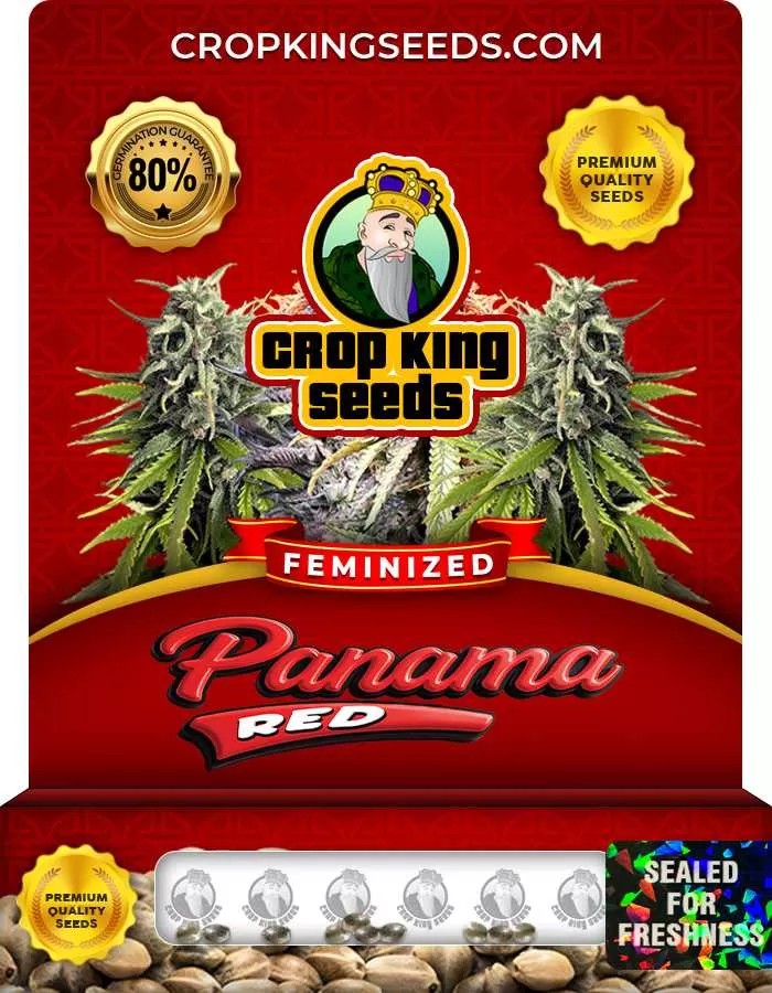 Panama Red Strain Feminized Marijuana Seeds